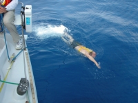 David swims 1000 miles away from shore